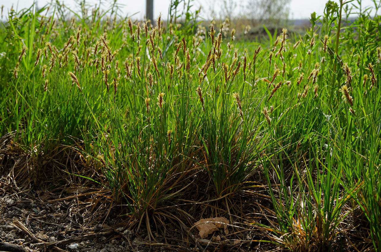 Изображение особи род Carex.