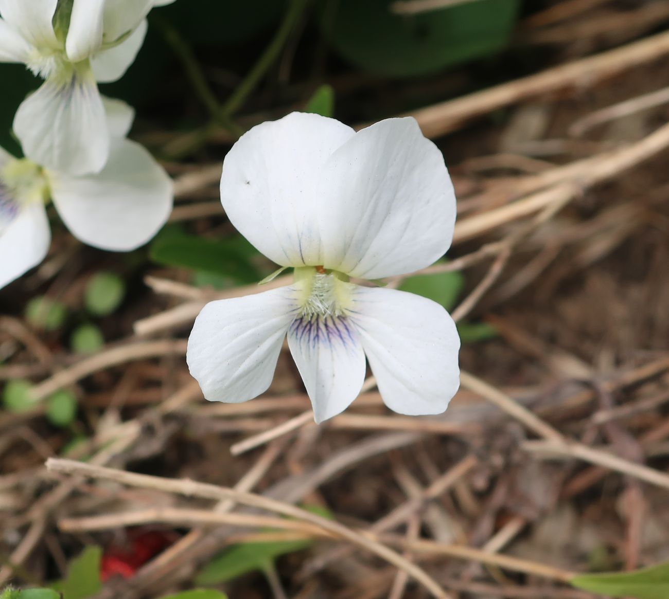 Image of Viola sororia specimen.