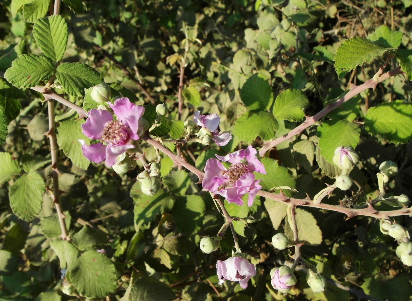 Image of Rubus sanctus specimen.