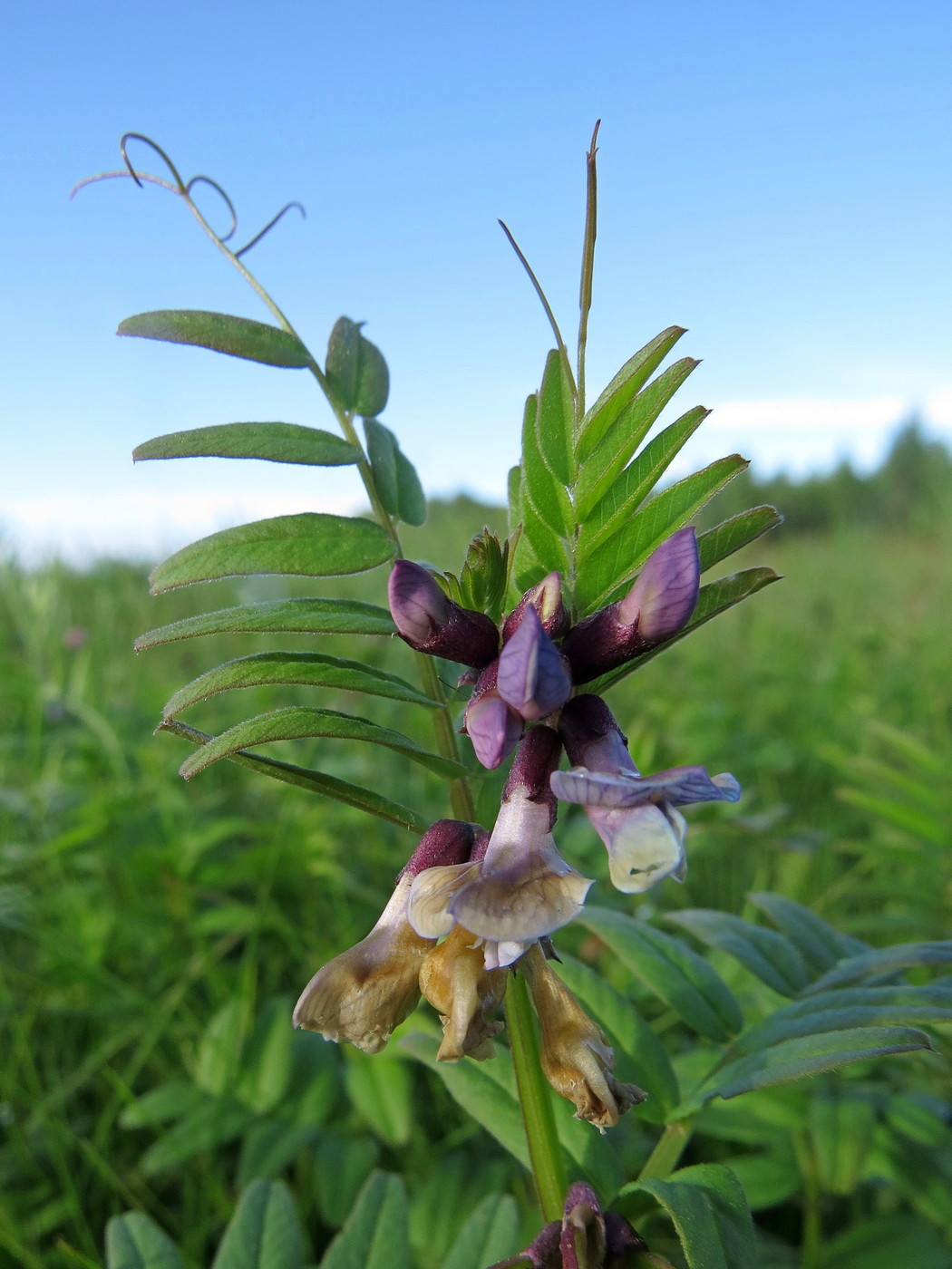 Image of Vicia sepium specimen.