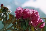 genus Rhododendron. Соцветие. Непал, 1-я провинция, р-н Солукхумбу, национальный парк \"Сагарматха\". 06.05.1997.