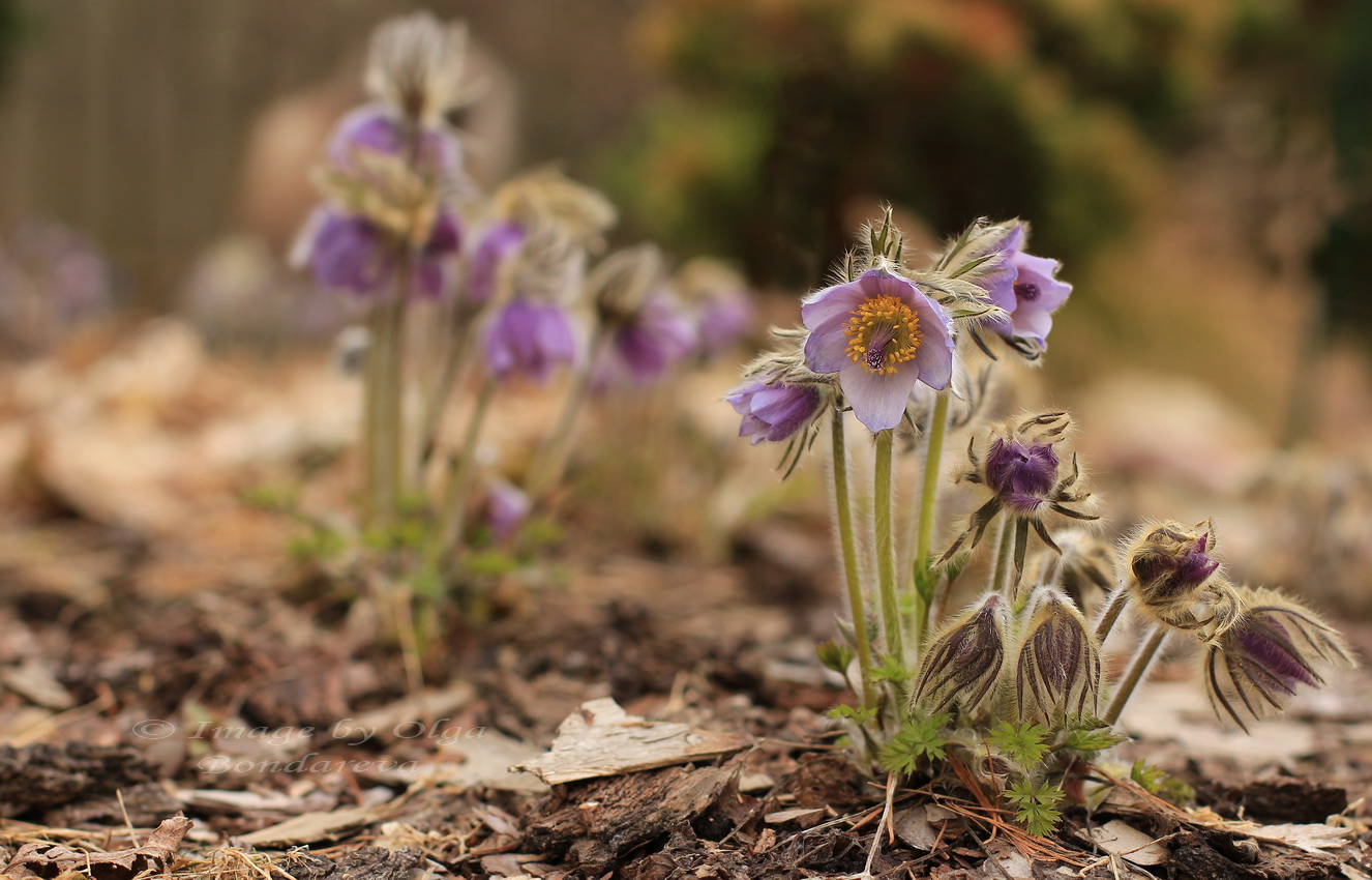 Изображение особи Pulsatilla ajanensis.