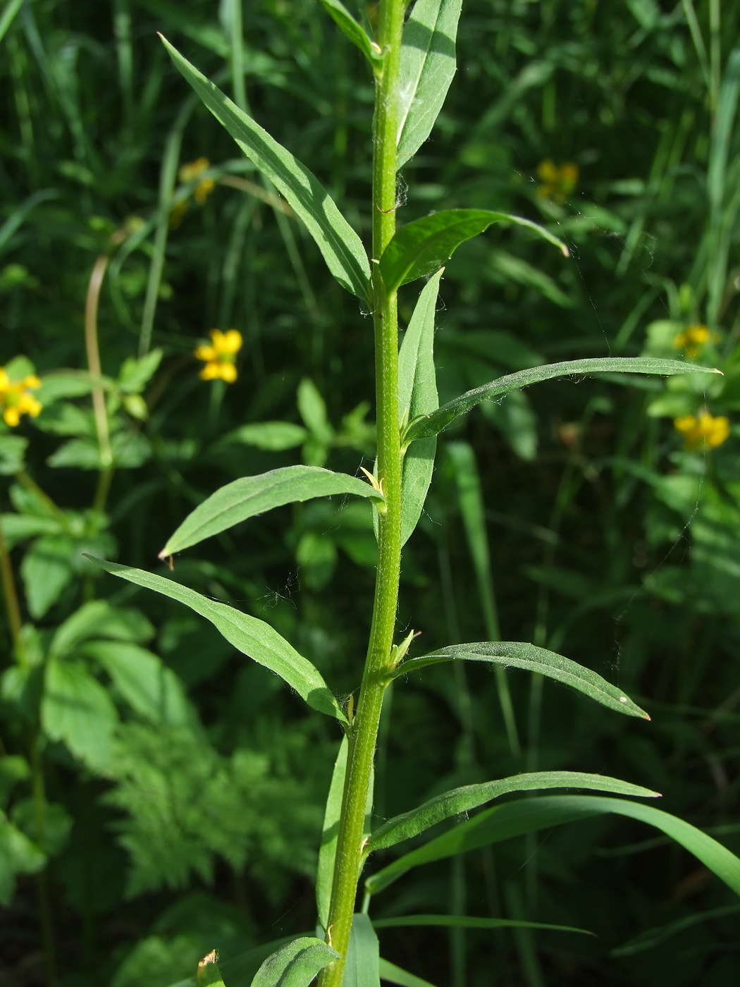 Image of Erysimum cheiranthoides specimen.