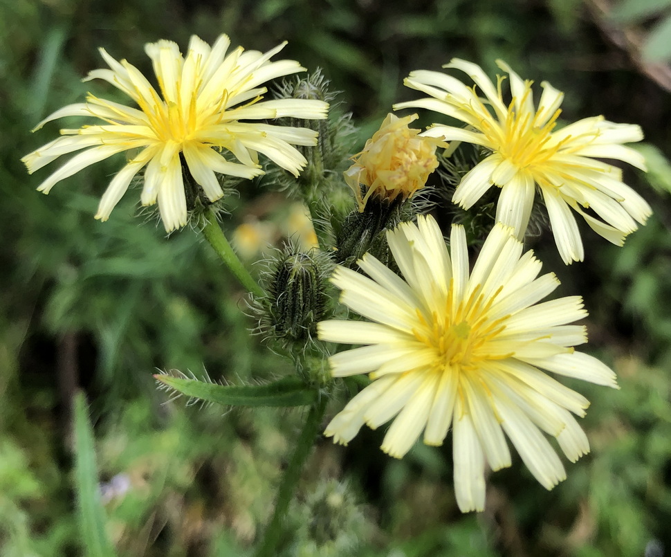 Image of Picris davurica specimen.