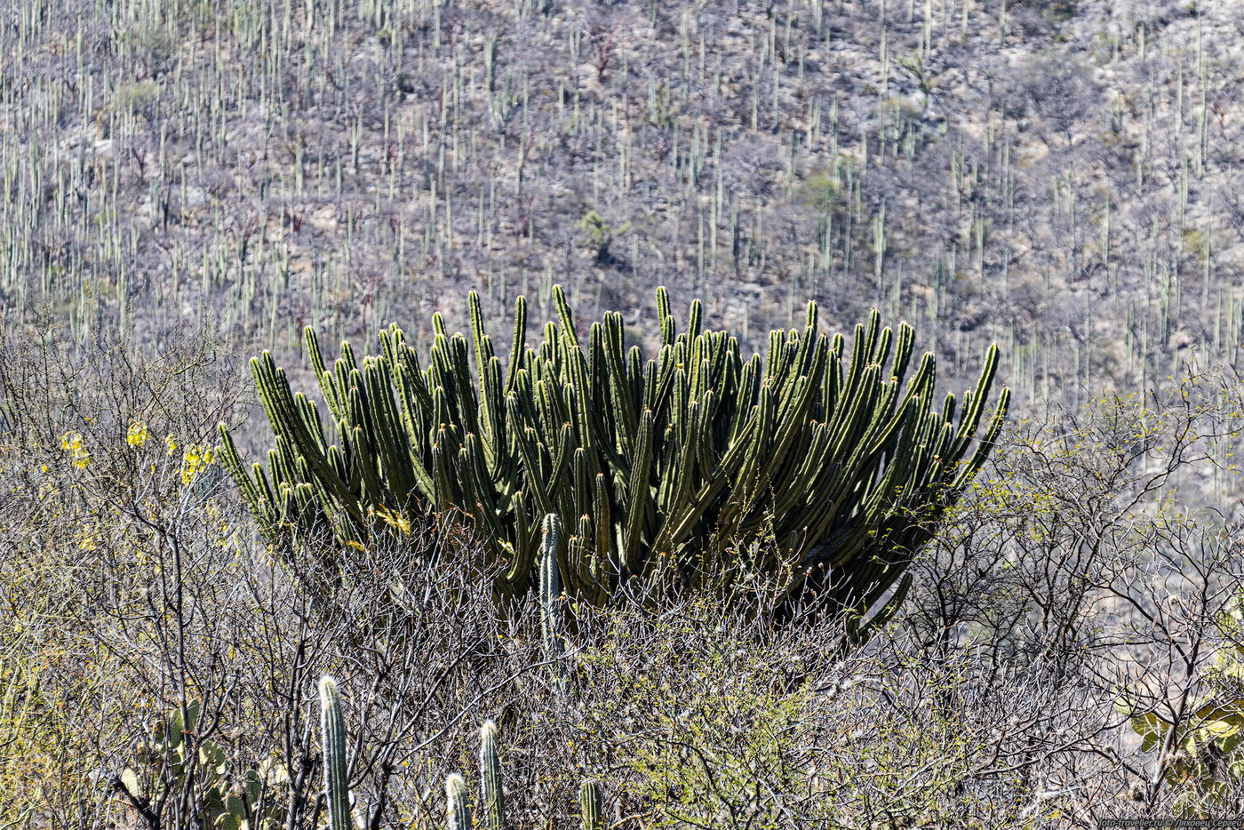 Изображение особи семейство Cactaceae.