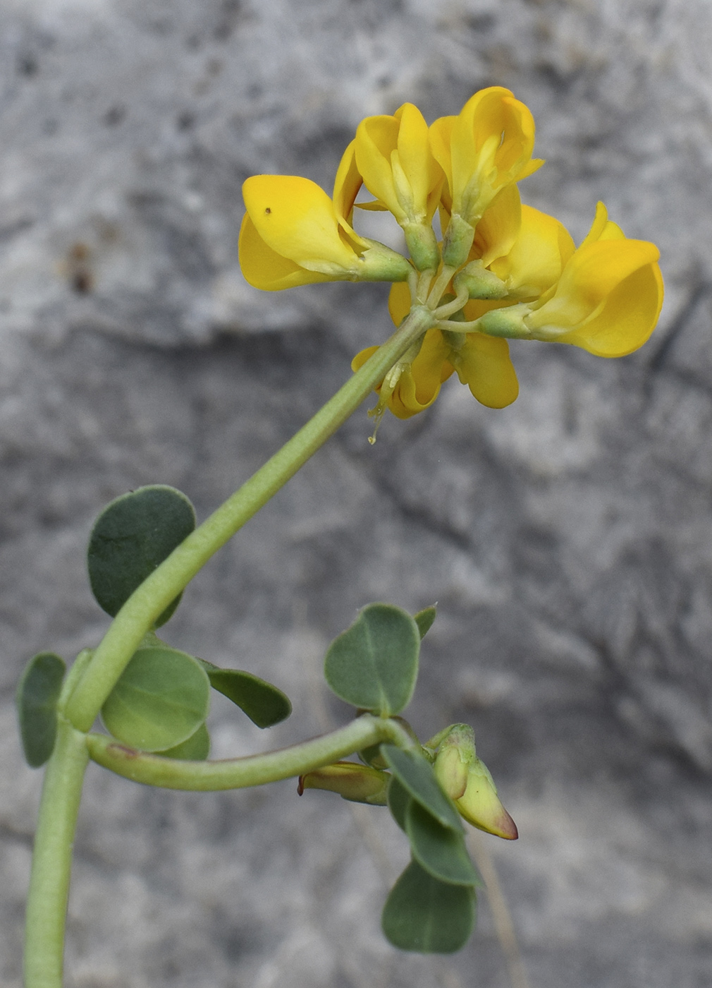 Изображение особи Coronilla minima.