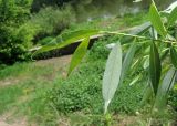 Salix euxina