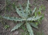 Cirsium argillosum