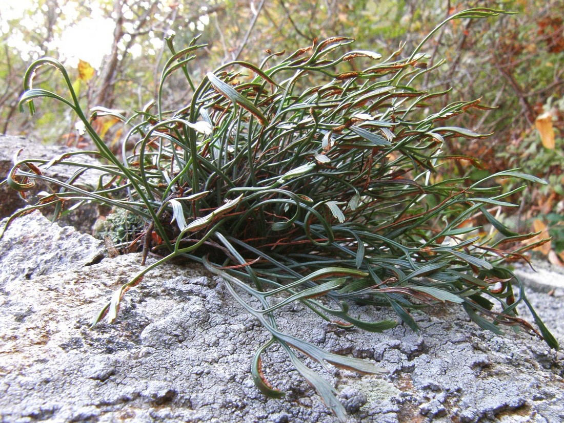 Изображение особи Asplenium septentrionale.