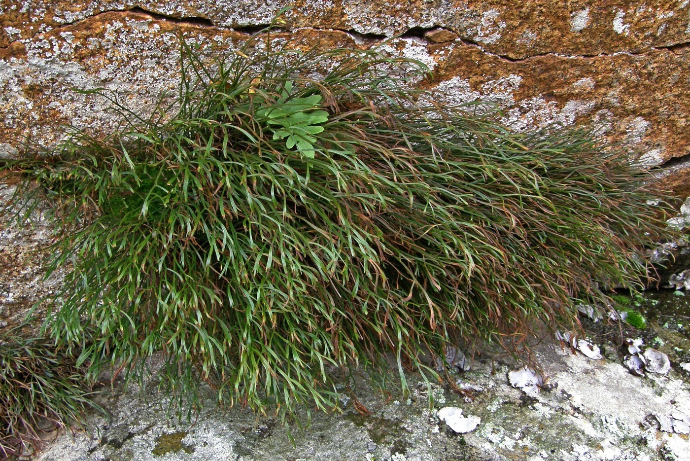 Image of Asplenium septentrionale specimen.