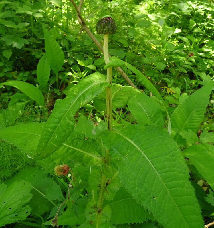 Image of Cirsium heterophyllum specimen.