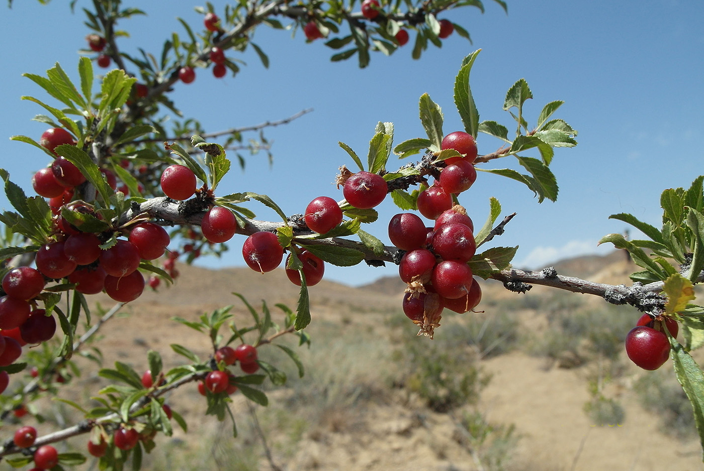 Image of Cerasus tianshanica specimen.