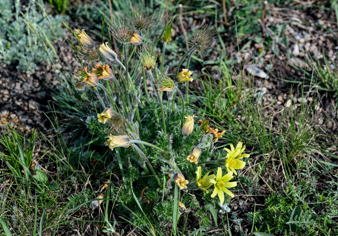 Изображение особи Pulsatilla albana.