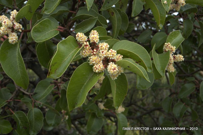 Image of Rhus ovata specimen.