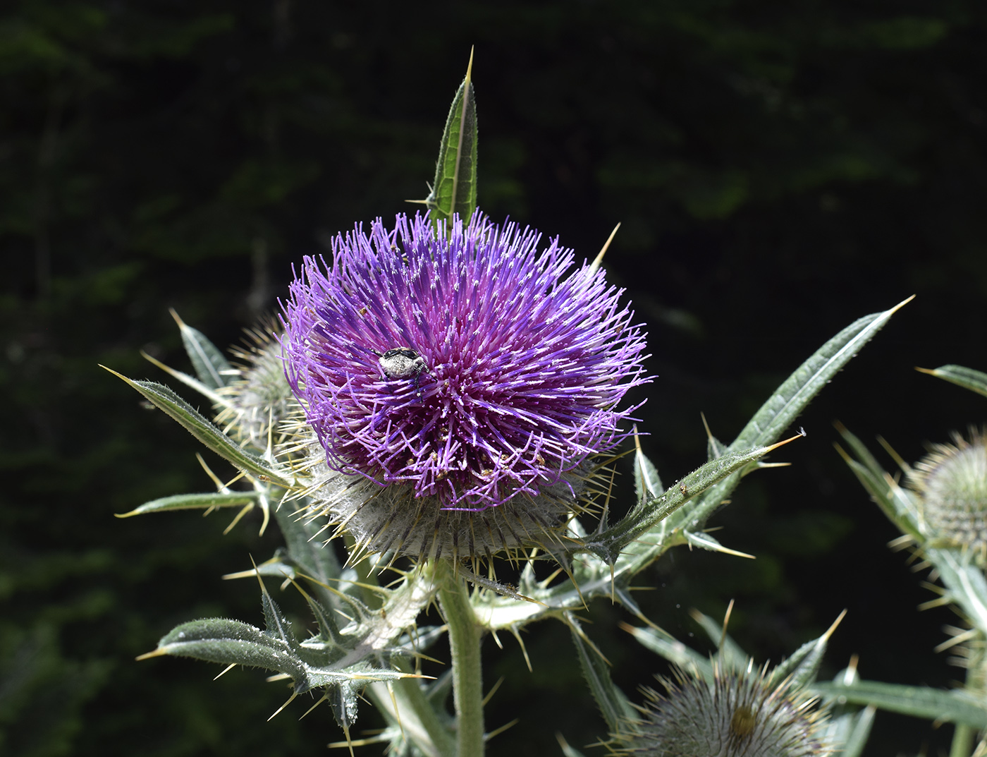 Изображение особи род Cirsium.