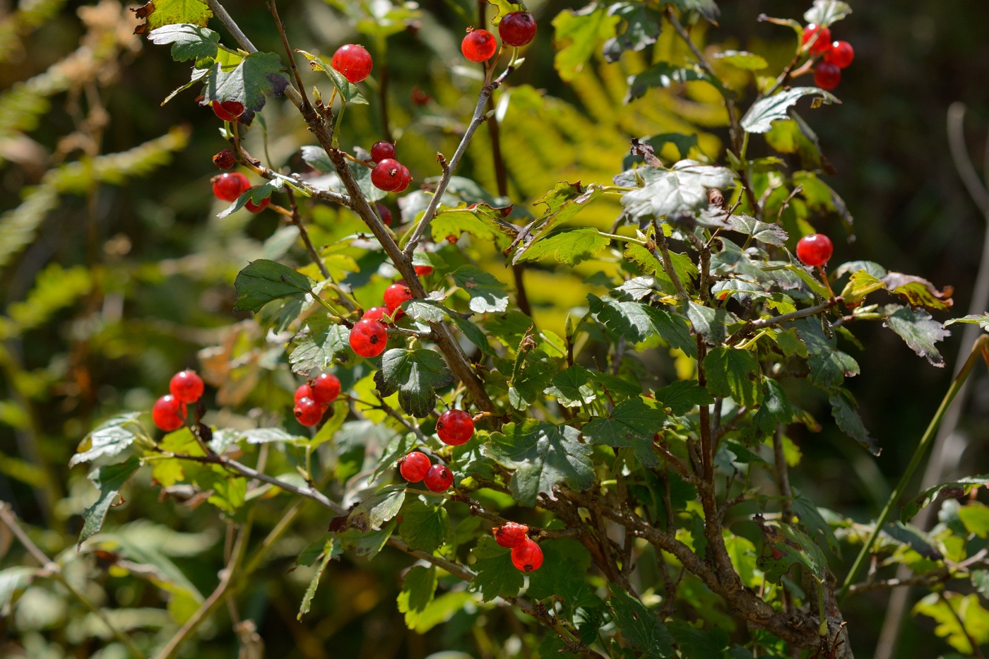 Изображение особи Ribes alpinum.