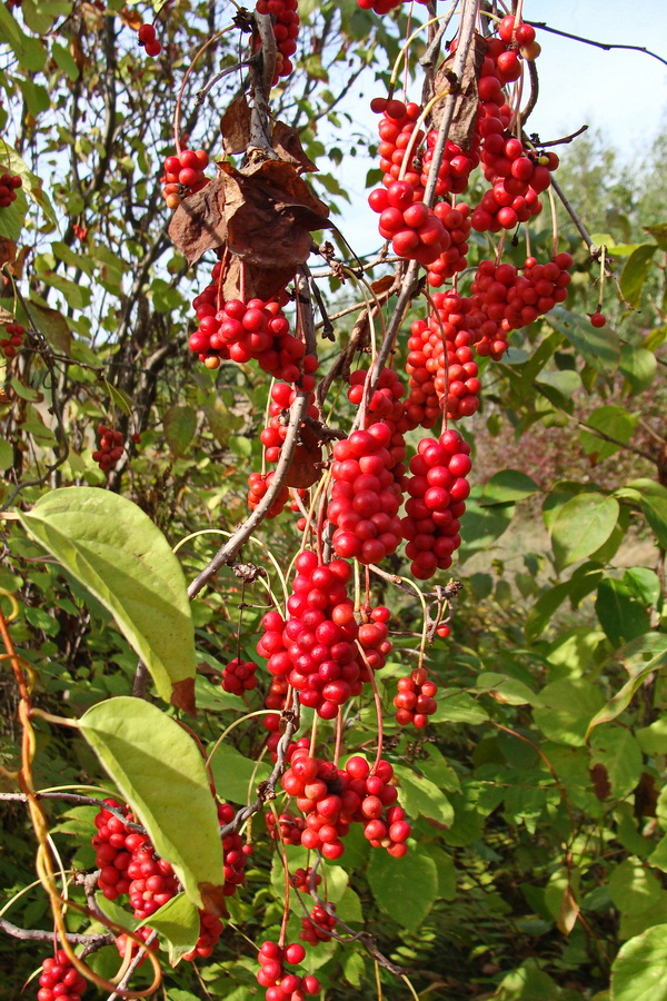 Image of Schisandra chinensis specimen.