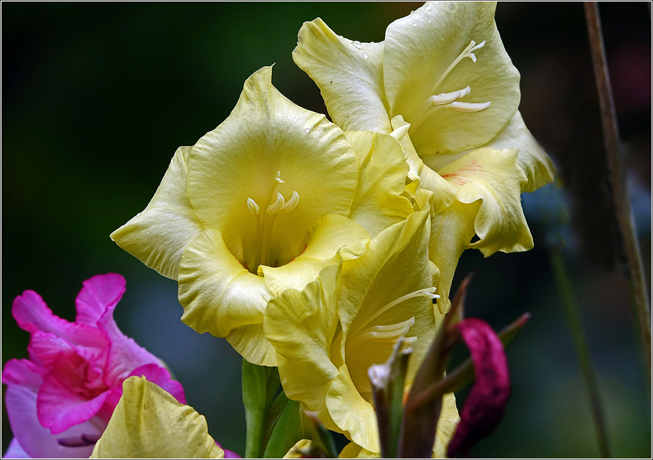 Image of Gladiolus &times; gandavensis specimen.