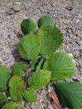 Corylus mandshurica