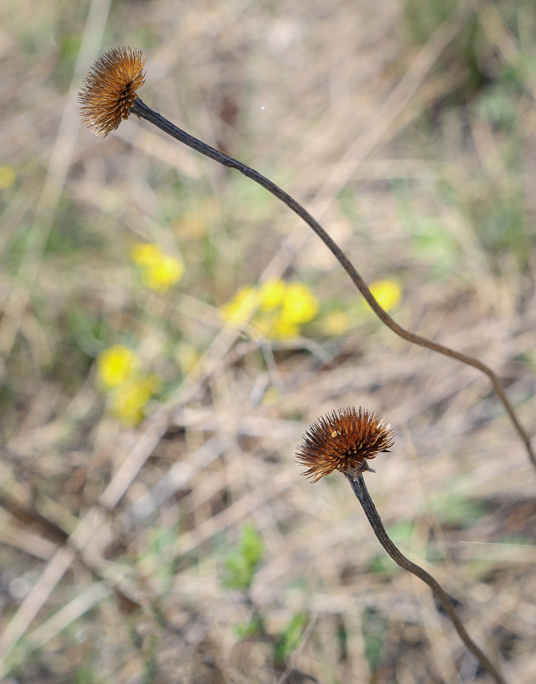 Изображение особи Aster alpinus.