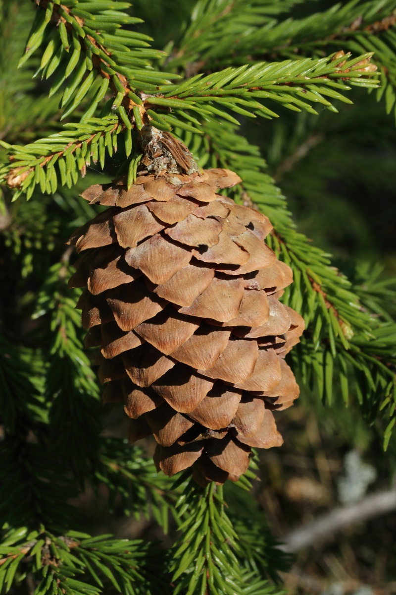 Image of Picea &times; fennica specimen.