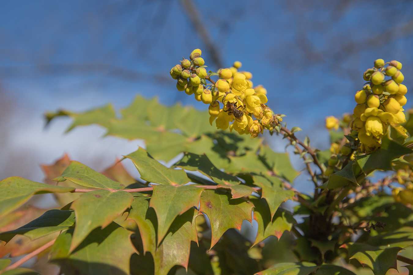 Image of Mahonia bealei specimen.