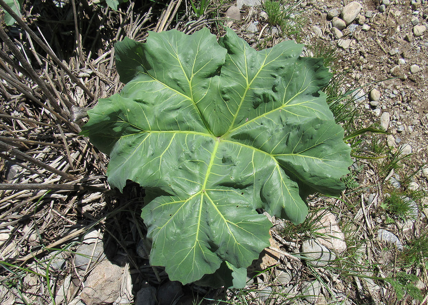 Image of Megacarpaea orbiculata specimen.