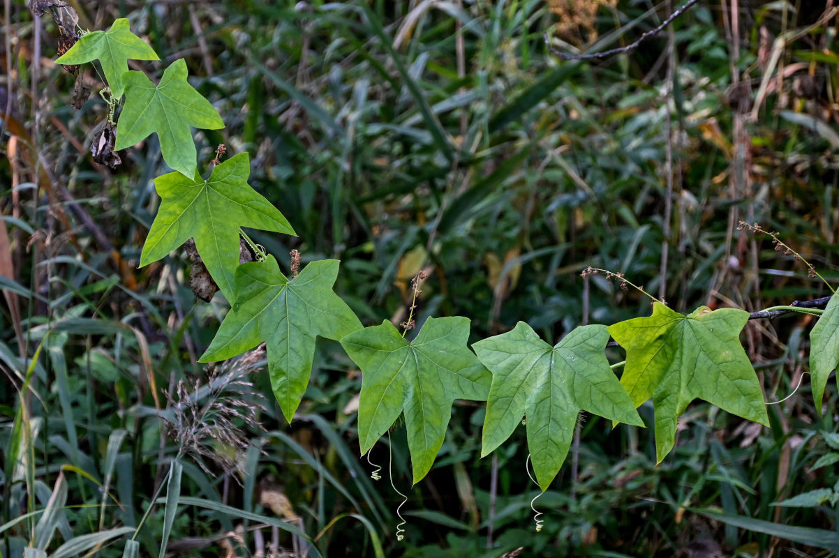 Изображение особи Echinocystis lobata.