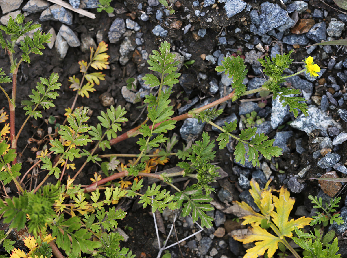 Image of Potentilla supina ssp. paradoxa specimen.