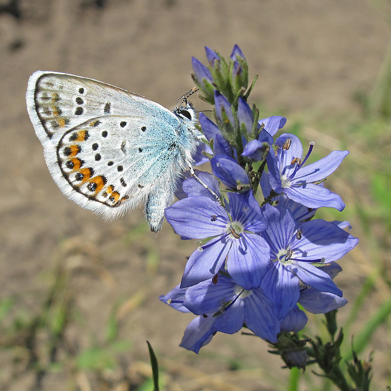 Изображение особи Veronica teucrium.