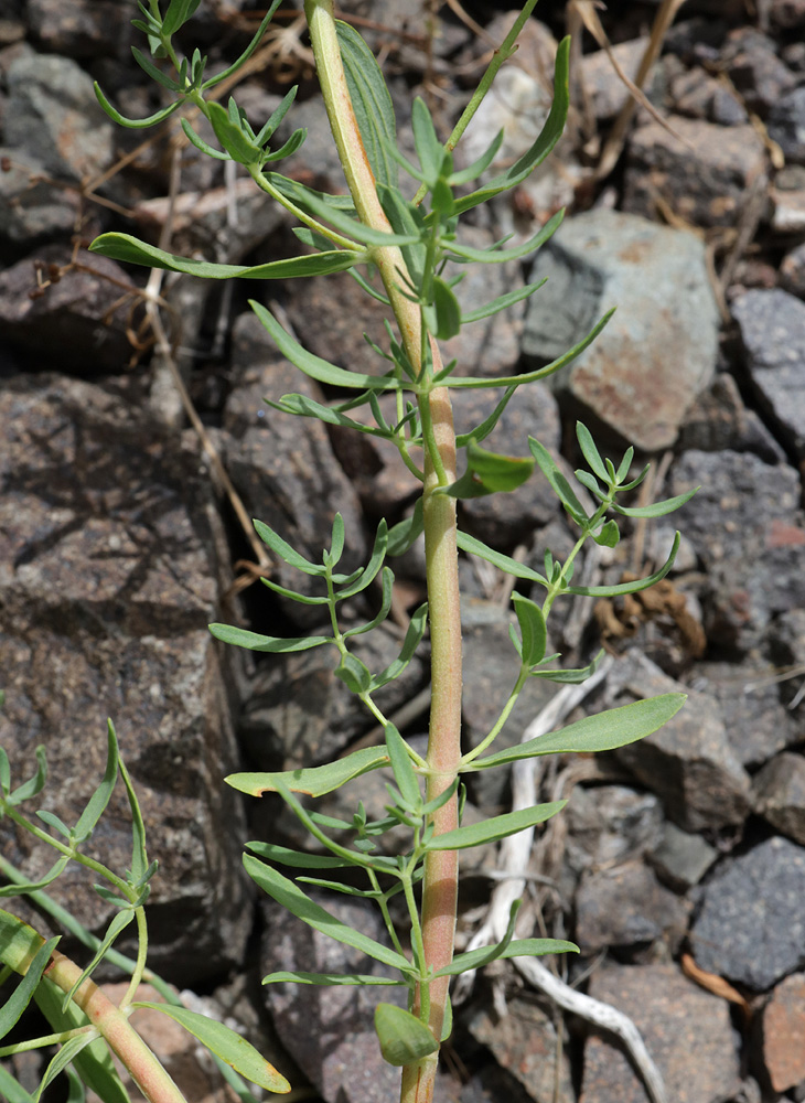 Image of Hypericum scabrum specimen.