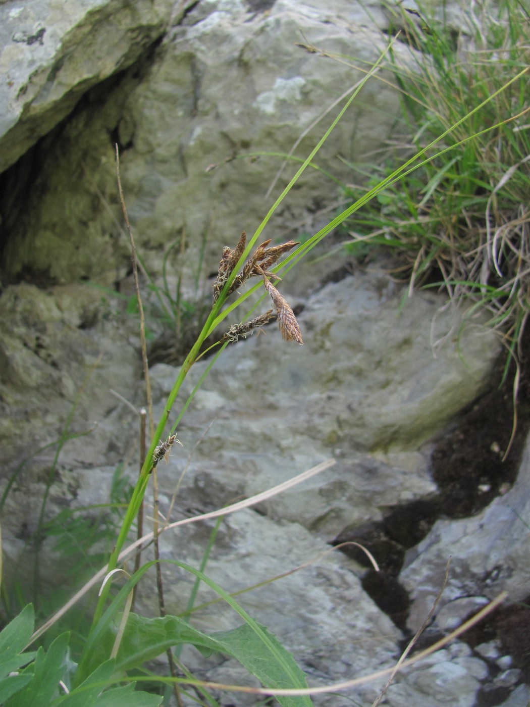 Image of genus Carex specimen.