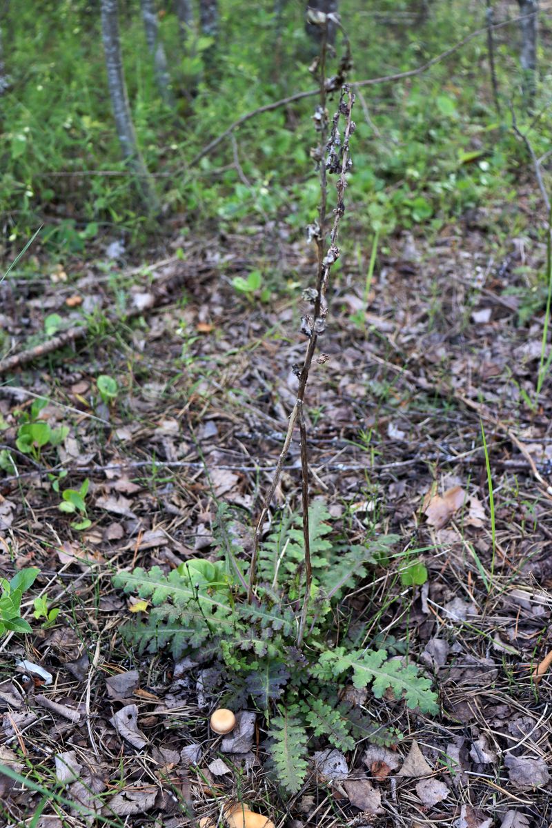 Image of Pedicularis sceptrum-carolinum specimen.