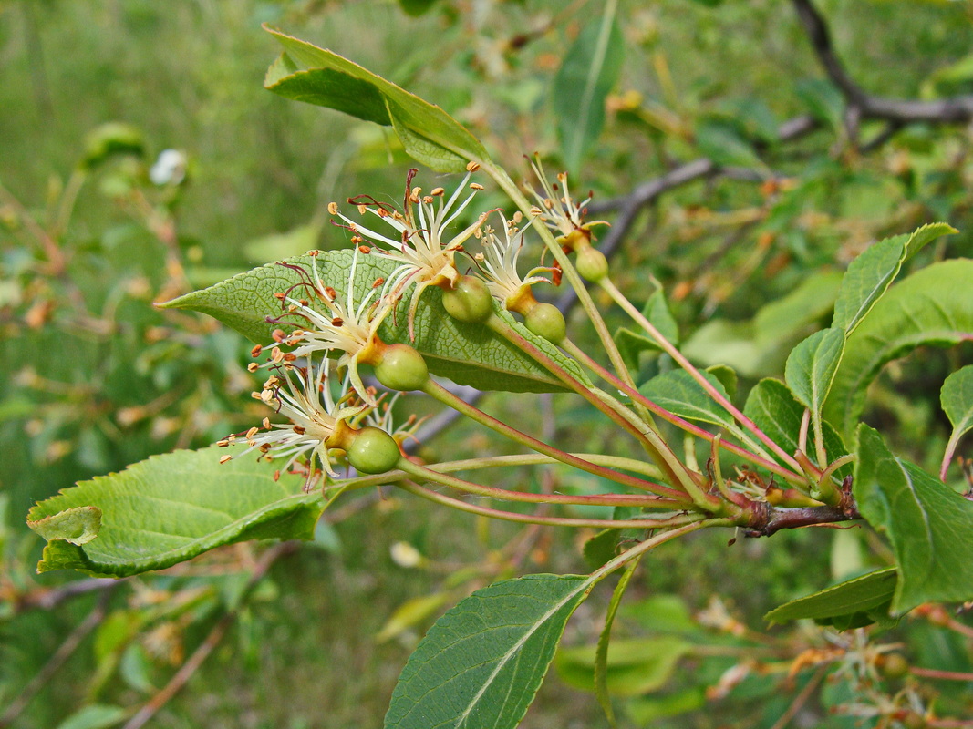 Изображение особи Malus baccata.