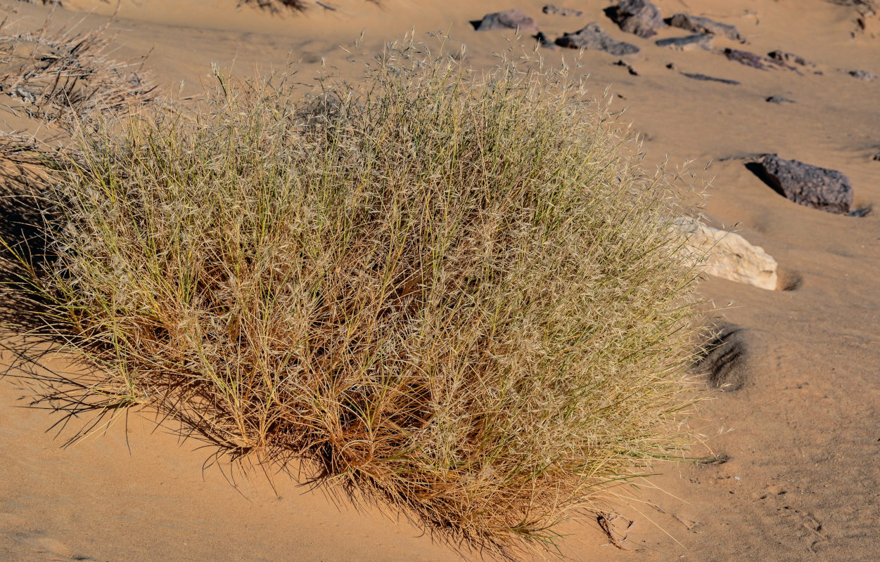 Изображение особи семейство Poaceae.