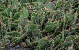 genus Opuntia. Плодоносящие растения. Грузия, г. Тбилиси, каменистый сухой склон. 10.06.2023.