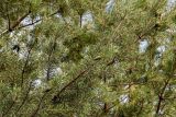 Pinus sylvestris. Верхушка ветви с незрелыми шишками. Вологодская обл., Кирилловский р-н, побережье оз. Ильинское, опушка смешанного леса. 12.07.2024.