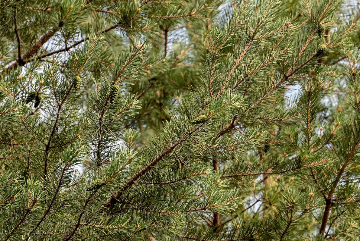 Изображение особи Pinus sylvestris.