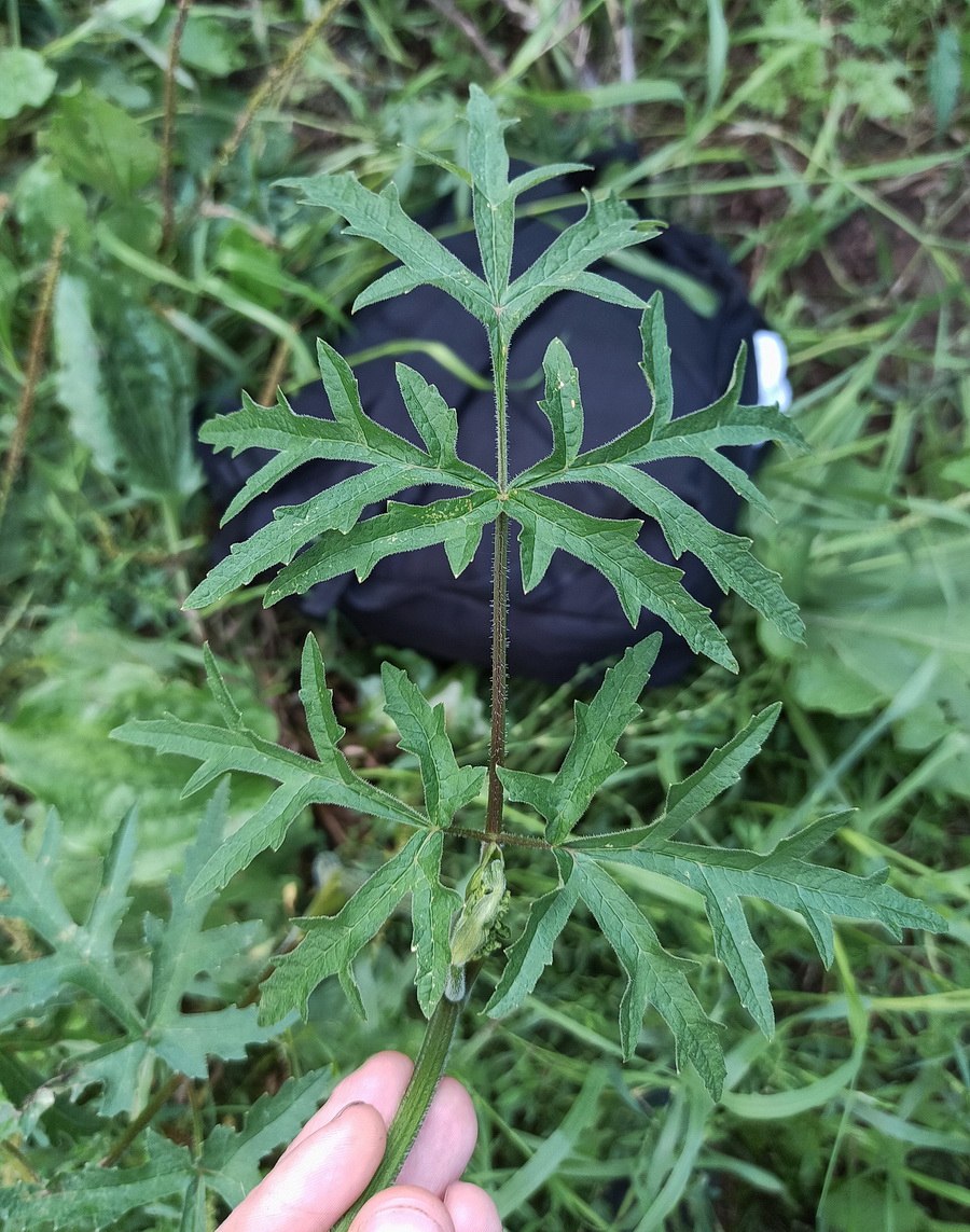 Image of Heracleum sibiricum specimen.