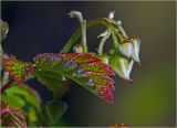 Rubus idaeus