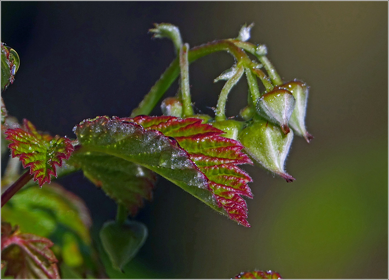 Изображение особи Rubus idaeus.