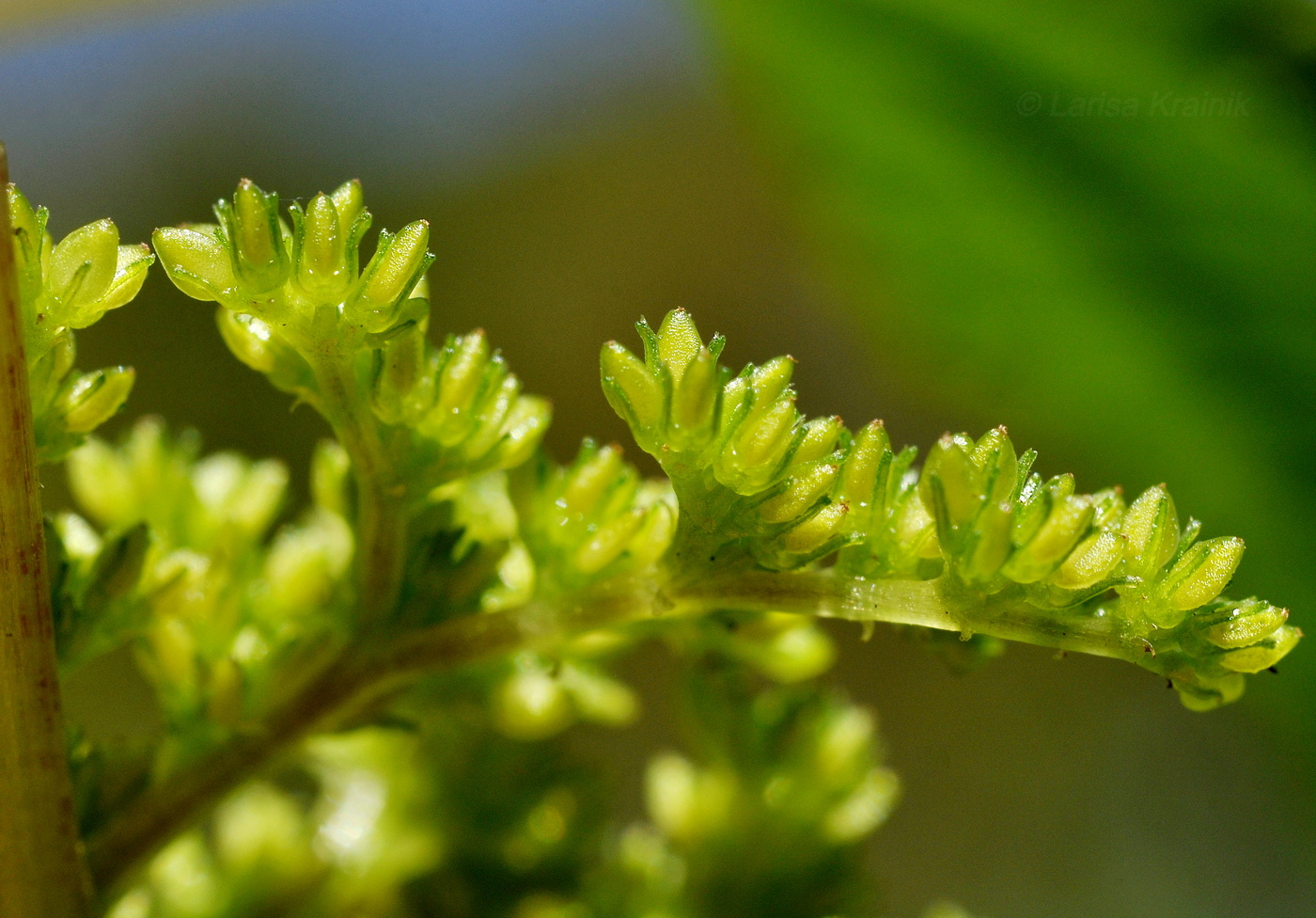 Image of Pilea mongolica specimen.