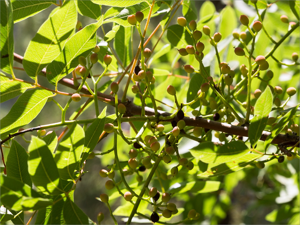 Image of genus Pistacia specimen.