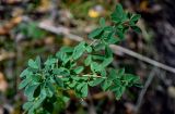 Chamaecytisus ruthenicus