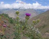 Cirsium ciliatum. Верхушка растения с соцветиями. Кабардино-Балкария, Черекский р-н, окр. с/п Верхняя Балкария, левый борт долины р. Хашхасу, ≈ 2100 м н.у.м., мелкощебнистая осыпь из ожелезнённого песчаника. 31.07.2024.