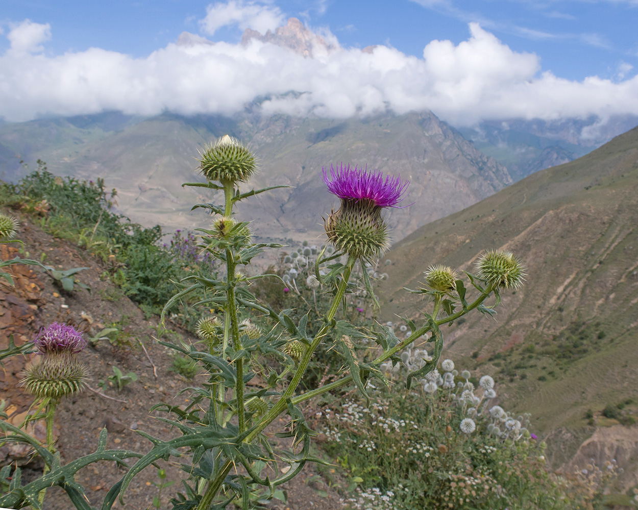 Изображение особи Cirsium ciliatum.