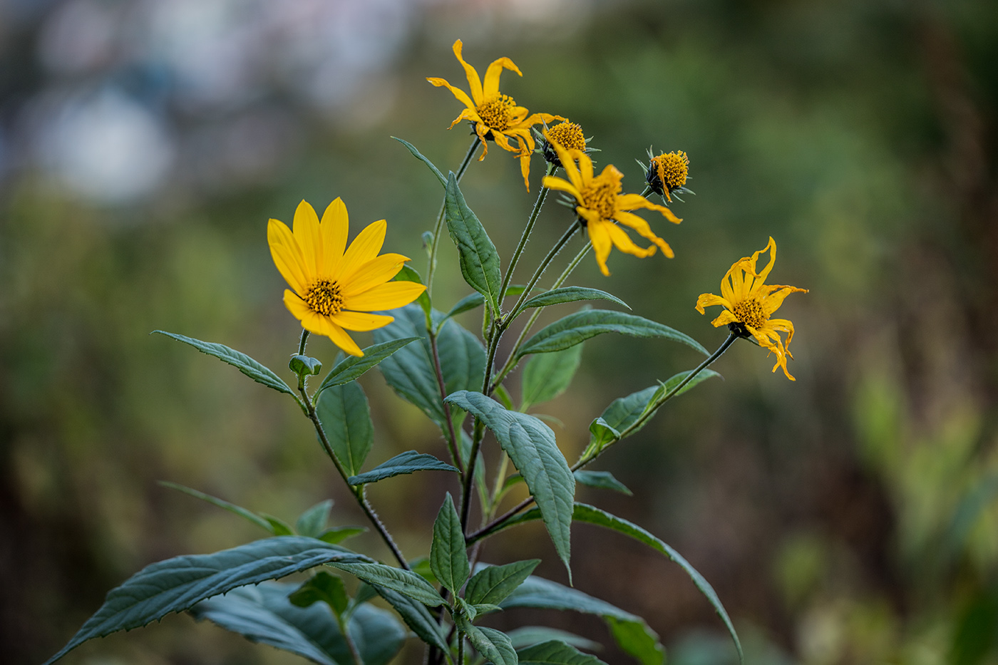 Изображение особи Helianthus tuberosus.