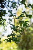 Eucalyptus regnans. Верхушка веточки. Турция, г. Анталья, Dokuma Park, в культуре. 01.06.2024.