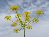 род Peucedanum. Соцветие. Карачаево-Черкесия, Зеленчукский р-н, окр. станицы Исправная, СЗ склон горы Джисса, ≈ 1000 м н.у.м., горный луг. 15.06.2024.