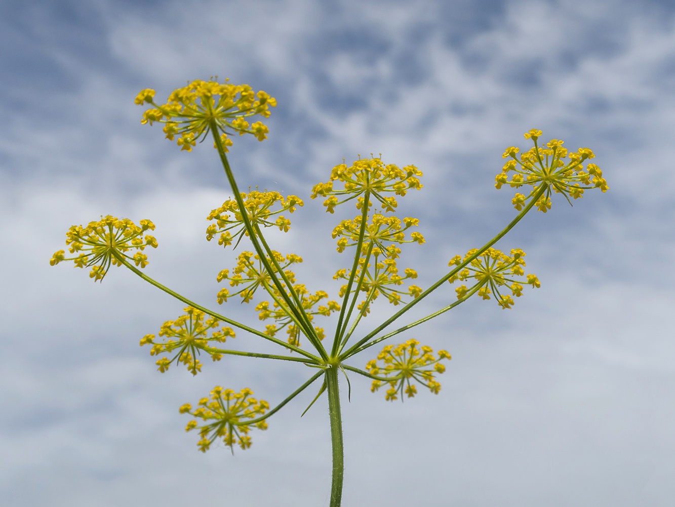 Изображение особи род Peucedanum.